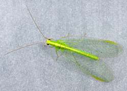 Chrysoperla carnea - Common Green Lacewing